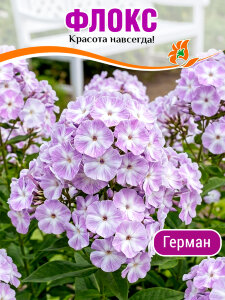 Флокс Герман