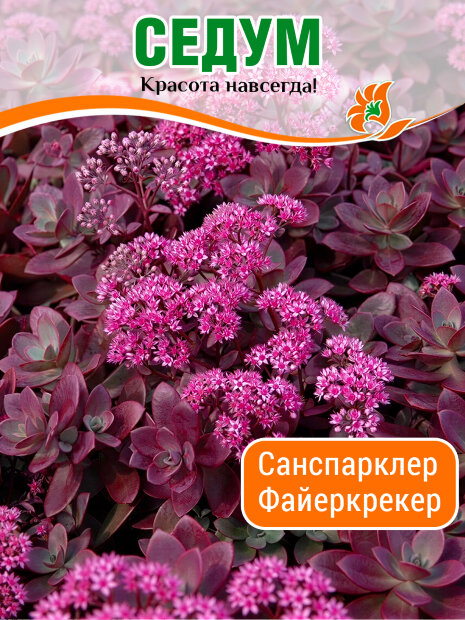 Седум Санспарклер Файеркрекер