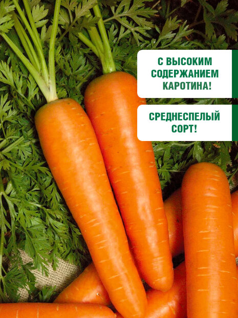 Морковь на ленте Лосиноостровская 13 семена 