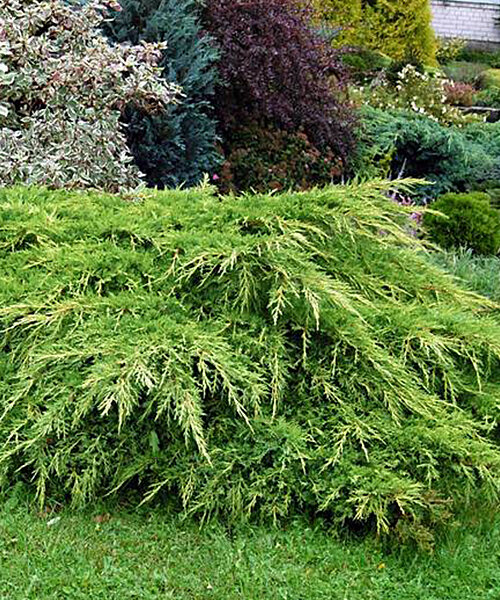 Можжевельник Куривао Голд (китайский)