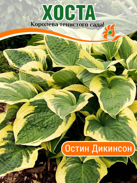 Хоста Остин Дикинсон